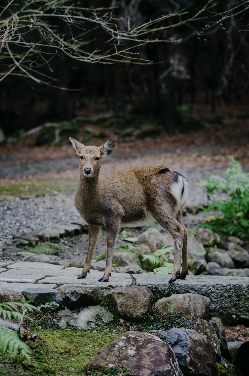 Превью Nara 2024